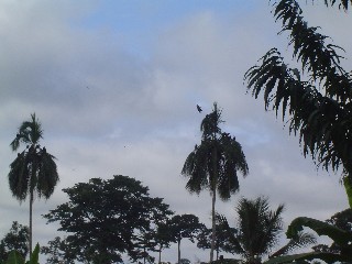 Vultures in the villages